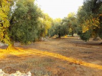 /album/il-salento/pic06698-jpg/
